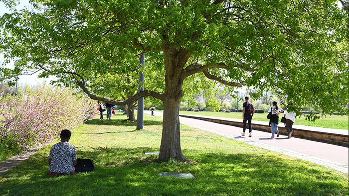 Parc de Gerland : arbre, verdure et promenade - 1 