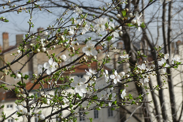visuel nature en ville