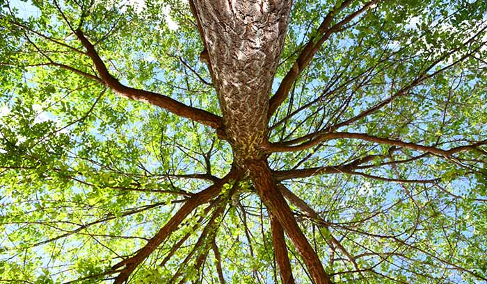 ramures d'un arbre