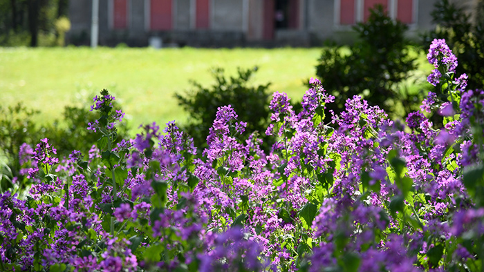Massif fleuri parc Champvert 5e arrondissement - 19 