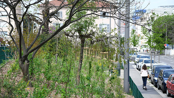 Boisement Miyawaki - rue Bara, Lyon 3e - 6 