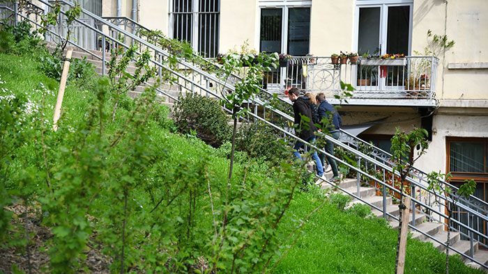 Verger urbain - Jardin Bodin Magneval, Lyon 1er - 9 