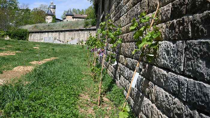 Verger urbain - Parc Blandan, Lyon 7e - 16 