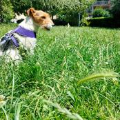 Les épillets sont dangereux pour les chiens et les chats