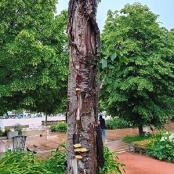 Un arbre qui va être abattu place Bellecour